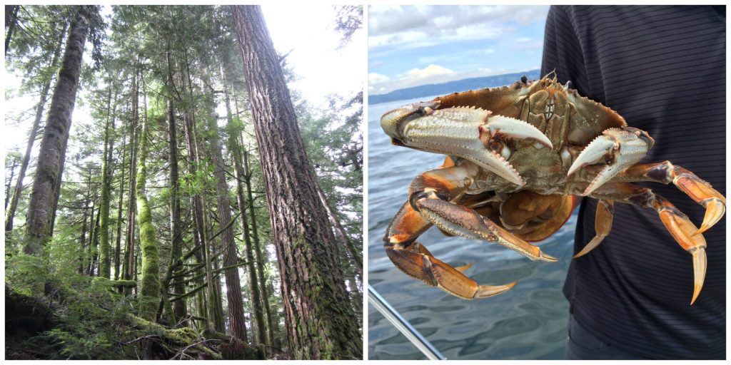 Hemlock trees on left. A Dungeness crab on the right.